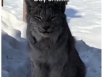 this bobcat needed help