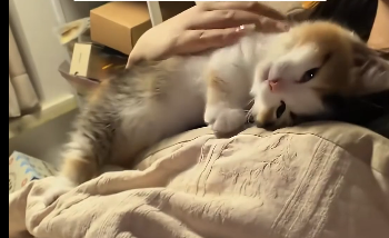Rescue stray cat (Part 2)