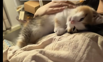 Rescue stray cat (Part 2)