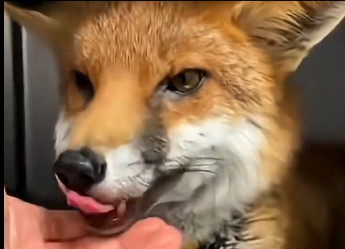 Every rescue changes a life. You wont believe the ending  (Part 2)