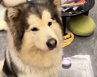 A couple found an abandoned dog on their tripthen their family grew (Part 2)