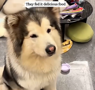 A couple found an abandoned dog on their tripthen their family grew (Part 2)