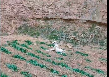 This poor dog fell 200 meters down I rescued him. (Part 2)