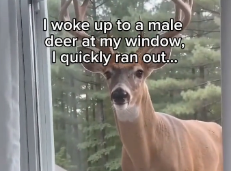 Bonding with a deer almost sounds like a fairytale (Part 2)