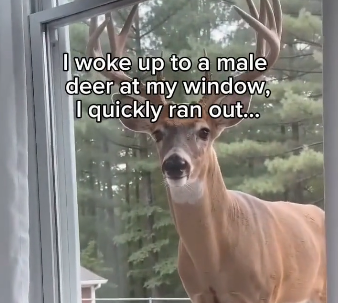 Bonding with a deer almost sounds like a fairytale (Part 2)