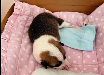 I rescued a newborn puppy and then… (Part 2)