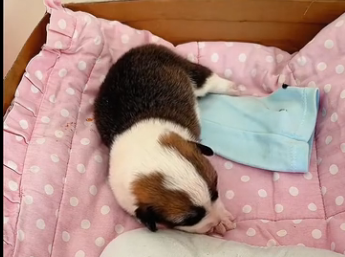 I rescued a newborn puppy and then… (Part 2)