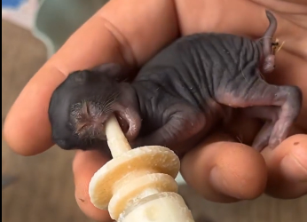 I found two tiny rabbits alone in the field… I had to save them and then this happened (Part 2)