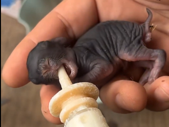 I found two tiny rabbits alone in the field… I had to save them and then this happened (Part 2)