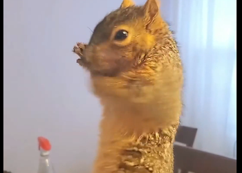Rescue a squirrel from the cat  (Part 2)