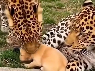 The puppy fell into the cheetah herd. (Part 2)