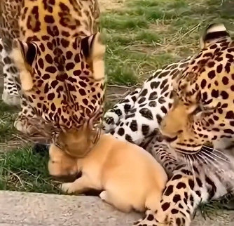The puppy fell into the cheetah herd. (Part 2)