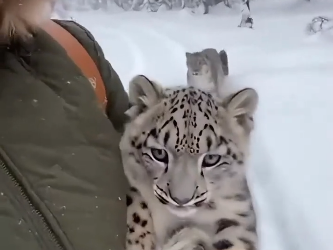 A snow leopard with its cub was outside my glass door and then it happened…. (Part 2)