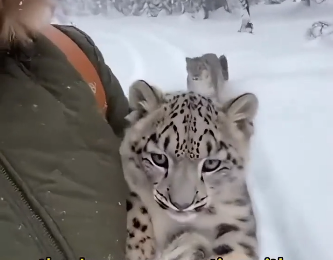 A snow leopard with its cub was outside my glass door and then it happened…. (Part 2)