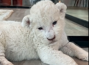The man found an abandoned newborn white lion cub and then decided (Part 2)