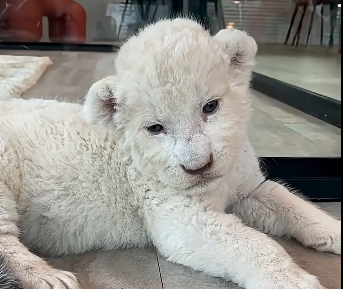 The man found an abandoned newborn white lion cub and then decided (Part 2)