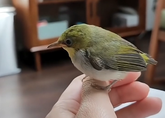 The man rescued a little bird that had been abandoned on the roof eaves (Part 2)