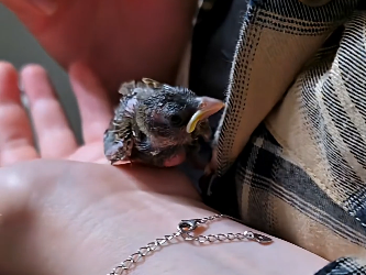 A man found a birds nest lying on the road he checked it and then (Part 2)