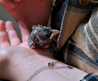 A man found a birds nest lying on the road he checked it and then (Part 2)