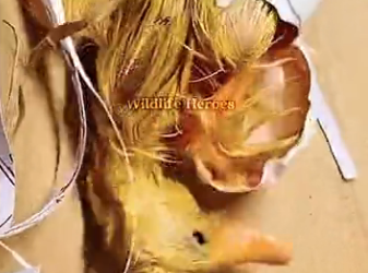 A man found a duck egg he took it home and then (Part 2)