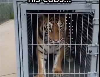 Animals feel too  (Part 2)