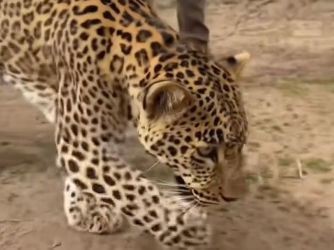 Even animals know about true love (Part 2)