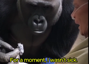 Everyone Thought The Gorilla Would Attack This Paralyzed Man. (Part 2)