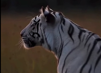 LOST TIGER CUB CUDDLES With a Cow Unbelievable Farm Rescue (Part 2)