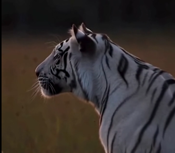 LOST TIGER CUB CUDDLES With a Cow Unbelievable Farm Rescue (Part 2)