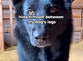 I Found a Siberian lion Nursing on My dog (Part 2)