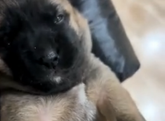Rescue a puppy shivering in the rain  (Part 2)