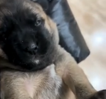 Rescue a puppy shivering in the rain  (Part 2)