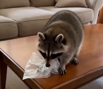 That is how they obtained food. (Part 2)