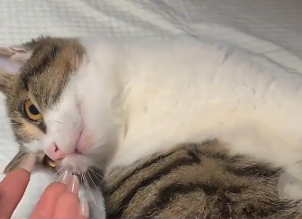 Rescue stray cat (Part 2)