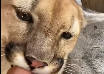 Big Cat Claws Dont be fooled. (Part 2)