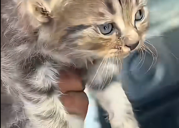 From scared to safe in just one rescue (Part 2)