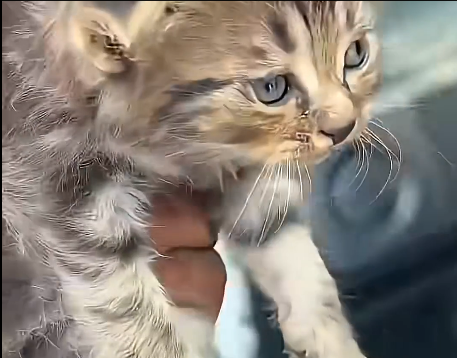 From scared to safe in just one rescue (Part 2)