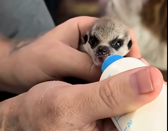 A couple rescued a tiny creature.Now its part of the family (Part 2)