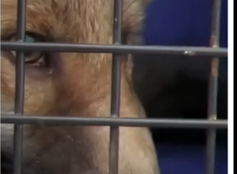 do you think animals are sentient