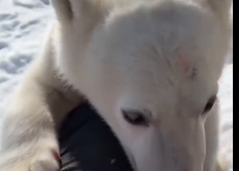I luckily saved a little white bear (Part 2)