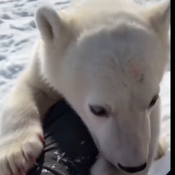 I luckily saved a little white bear (Part 2)