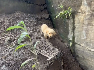 This puppy had been stuck in this canal for I dont know how long. I rescued it  (Part 2)