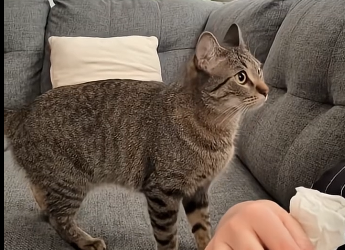The spicy tabby Ive been longing for has finally become a member of my family  (Part 2)