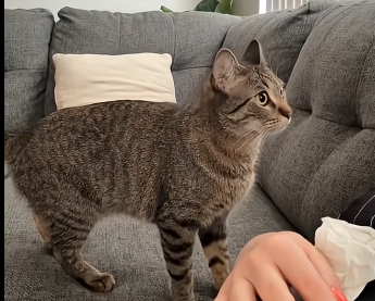The spicy tabby Ive been longing for has finally become a member of my family (Part 2)