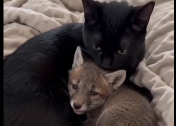 Cats are amazing parents  (Part 2)