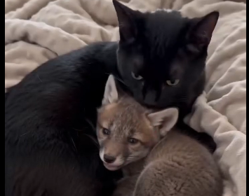 Cats are amazing parents (Part 2)