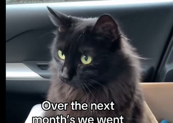 They healed my cats heart  (Part 2)
