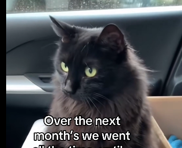 They healed my cats heart (Part 2)
