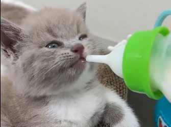 Heaven led me to save this kitten  (Part 2)