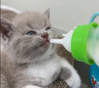 Heaven led me to save this kitten  (Part 2)